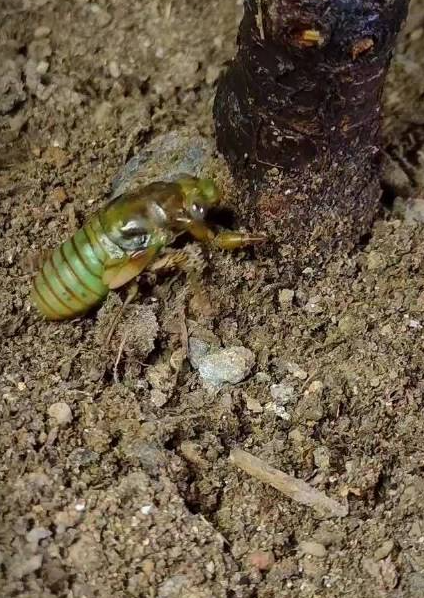 Cicada Breeding Techniques.png