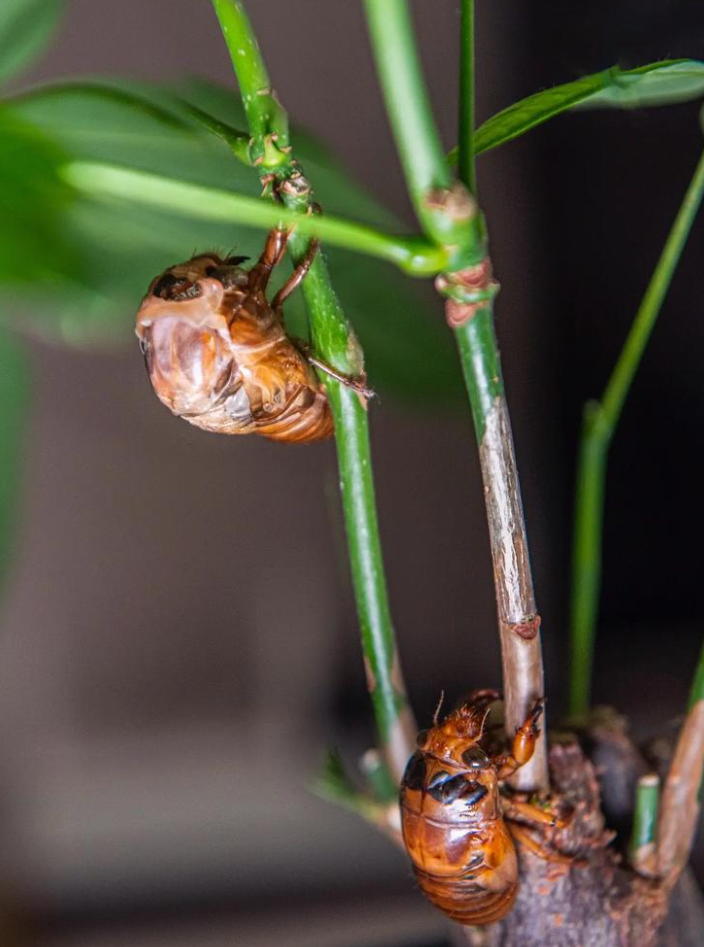 What Is the Cicada Mating Ritual?.png