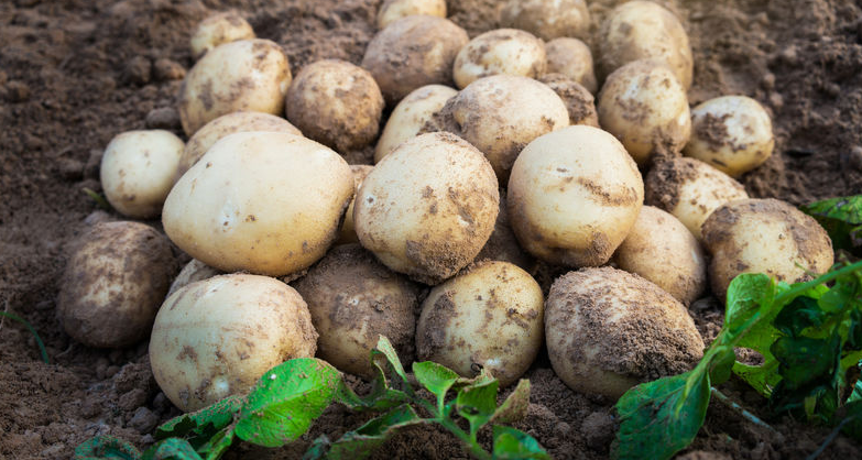 How Did They Store Potatoes in the Old Days?.png