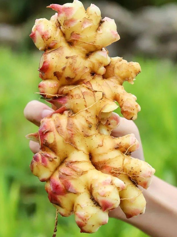 How to Plant Ginger.png