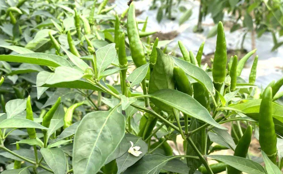 Do Chili Pepper Plants Need Full Sun?.png