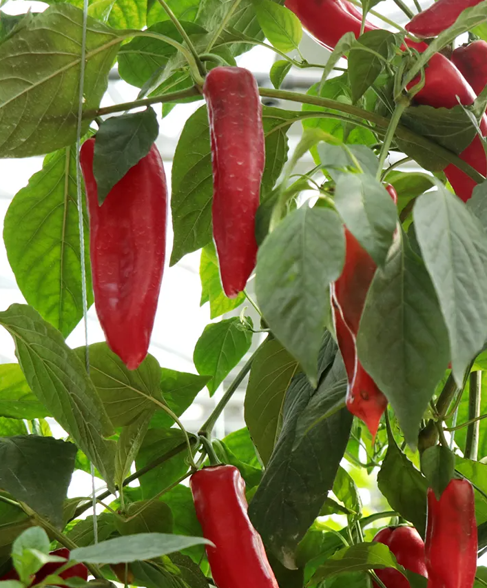 Do Chili Pepper Plants Need Full Sun?.png