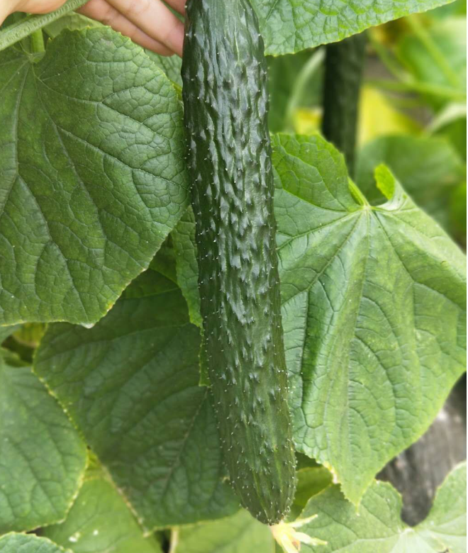 How to Green Up Cucumber Plants?.png