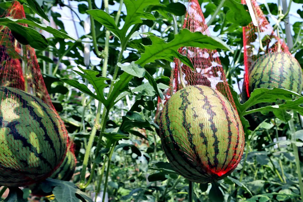  What is the Best Rootstock for Grafting Watermelon?.png