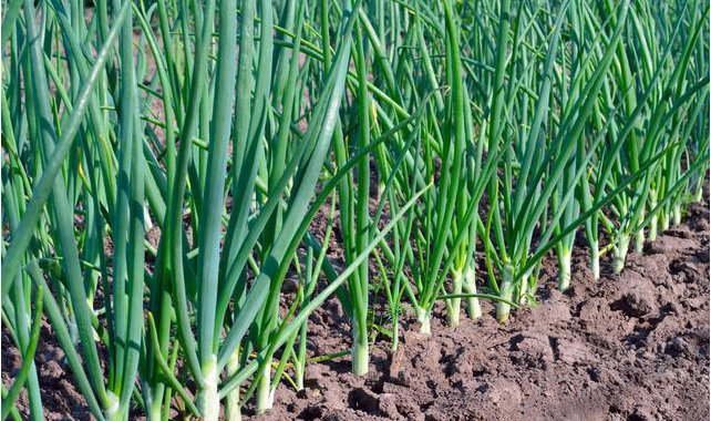 How to Treat White Leaves in Green Onions.png