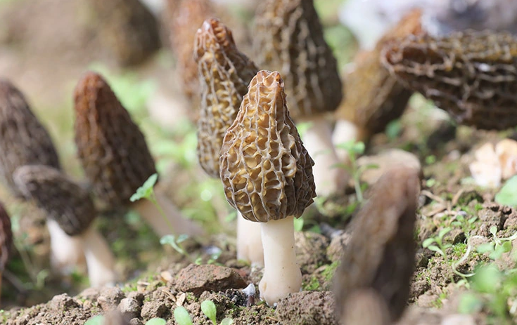 Can Morel Mushrooms Be Propagated?.png