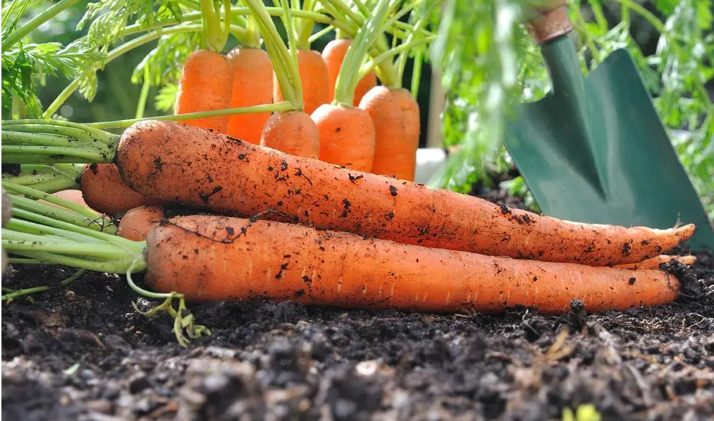 FAQ on Growing Carrots.png