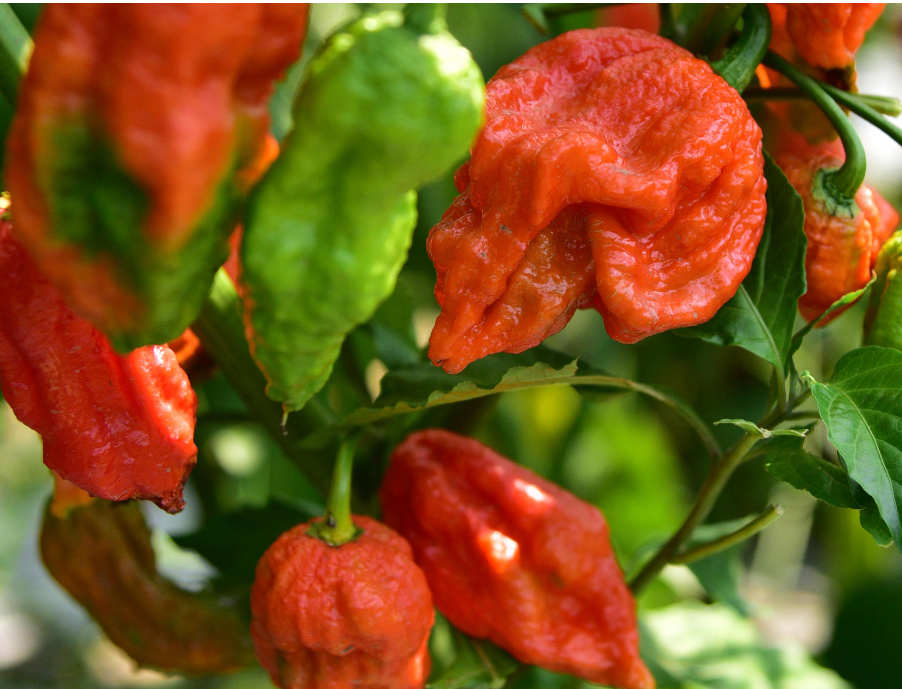 Best Insecticides for Controlling Pests on Chili Pepper Plants.png