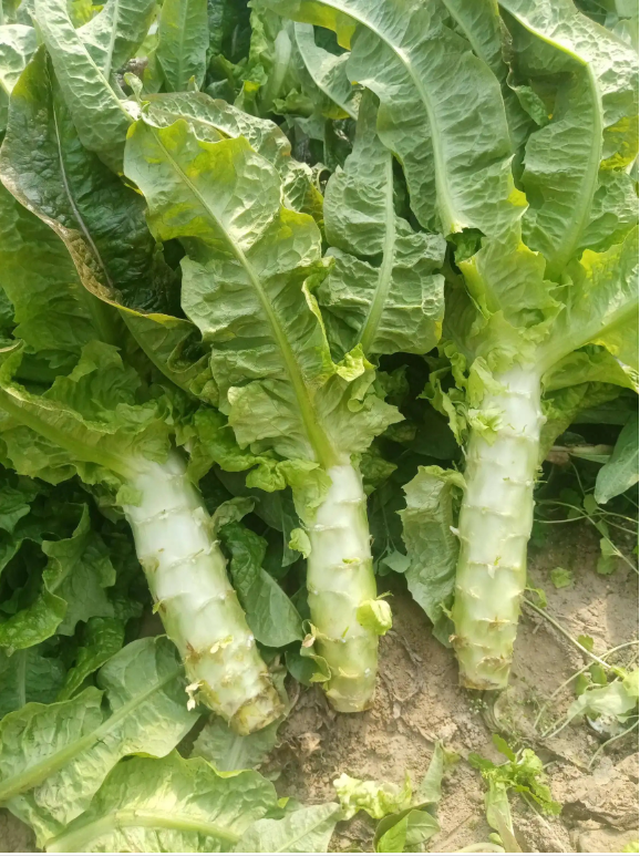 When to Plant Lettuce (Wosun).png