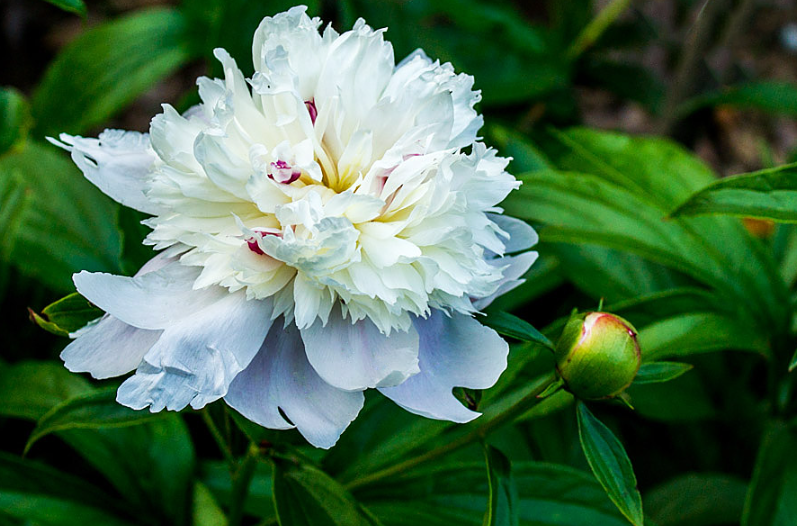 Planting Time and Methods for White Peony (Bai Shao).png